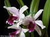 Laelia purpurata var. Carnea (Orchideen Garten ) 